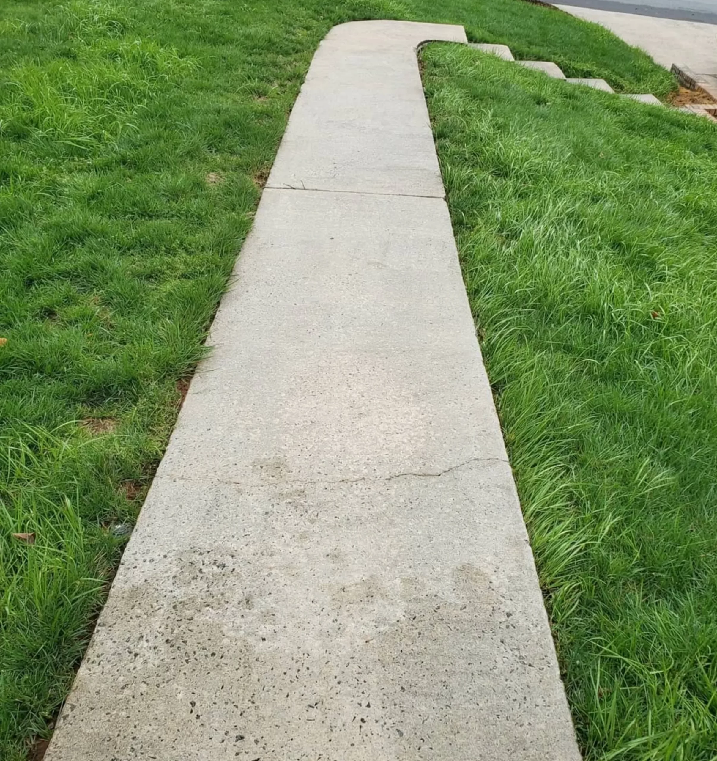 algae from surfaces