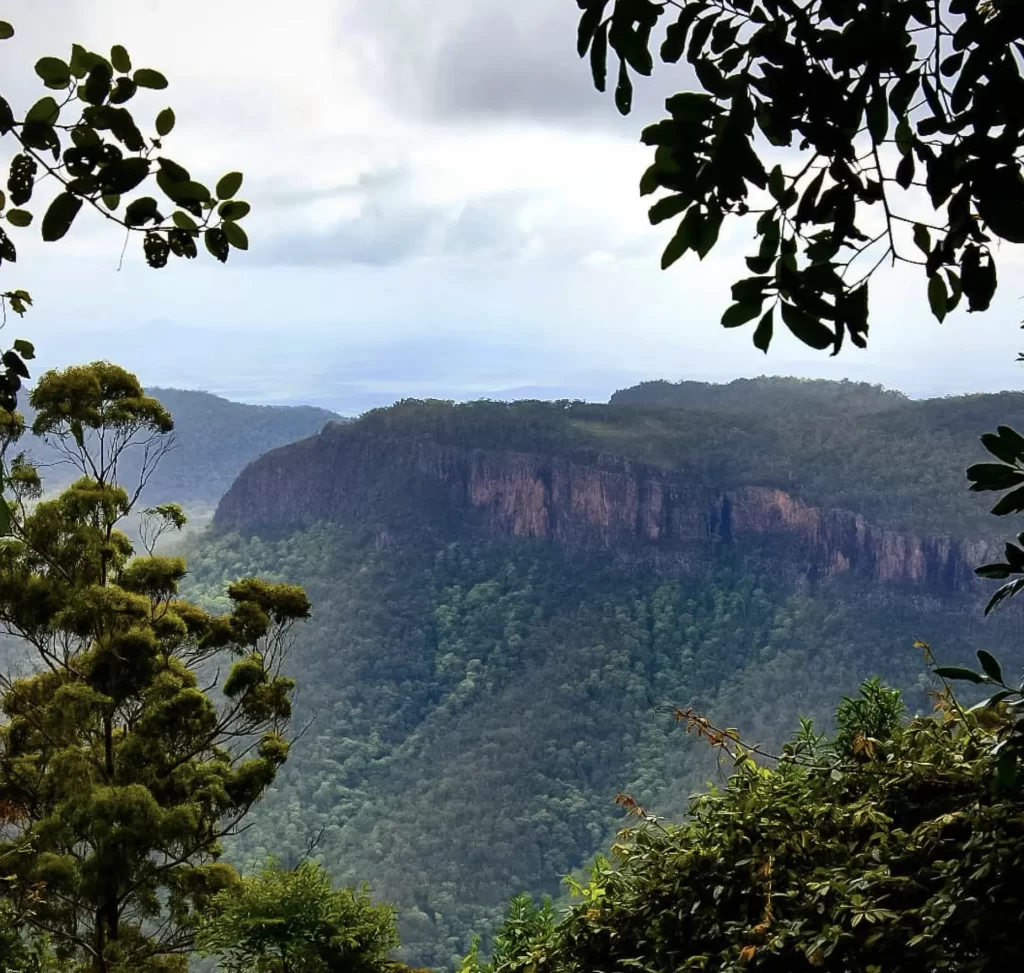 Forests That Are Actually Useful